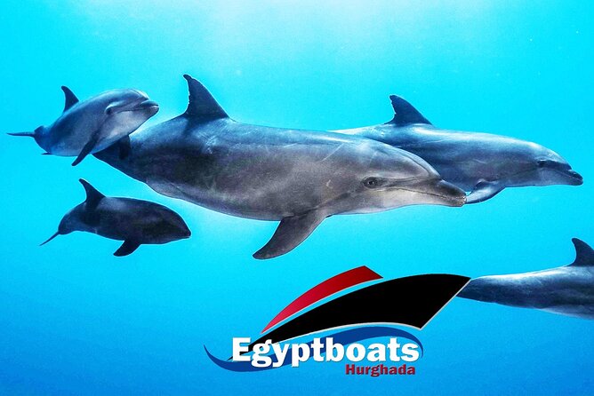 PRIVATE! | 4-hour Speed Boat Trip | Swim With Dolphins, Snorkeling & Island - Getting there and staying comfortable: Marina Hurghada flow