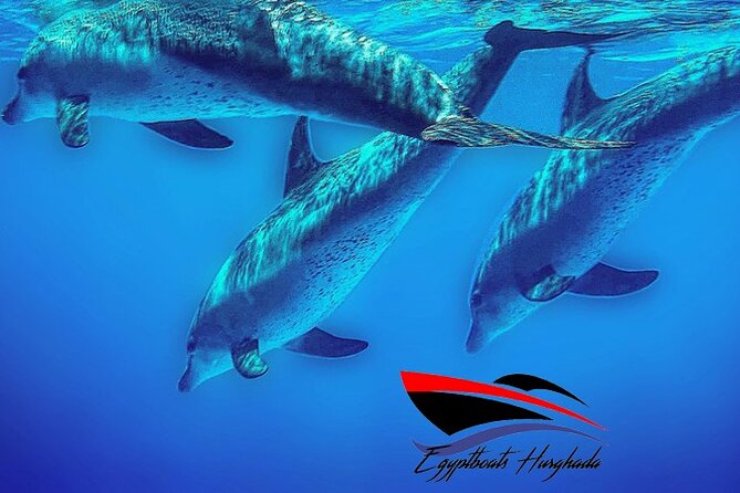PRIVATE! | 4-hour Speed Boat Trip | Swim With Dolphins, Snorkeling & Island - The reef stops that shape your underwater time (Carless and Omo Gamaar)