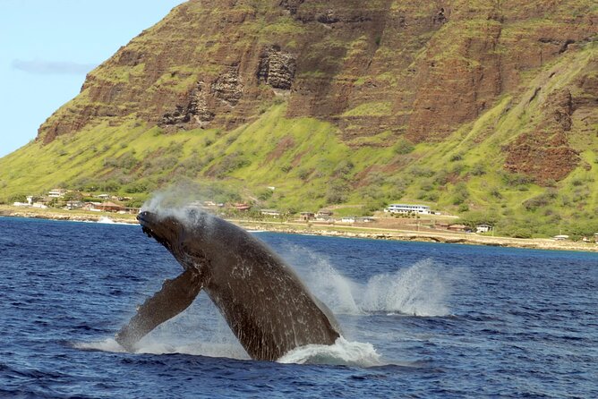 Private and Luxurious Sunset Cruise with Whale & Dolphin Watch - Private tour pricing: when $2,731 per group can be worth it