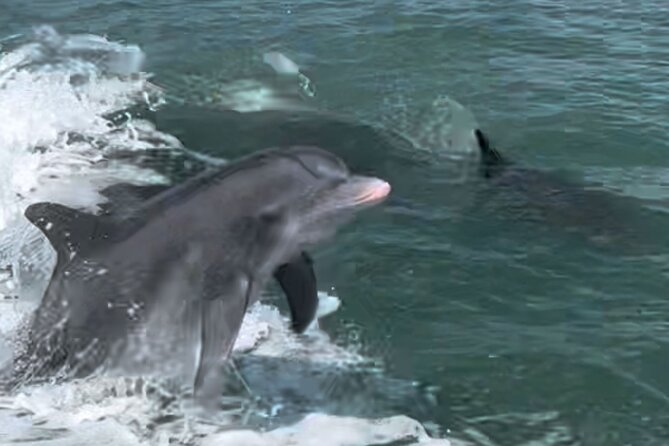 Private Best of Marco Island Dolphin Tour - What “Private” Changes: More Control, Better Conversations