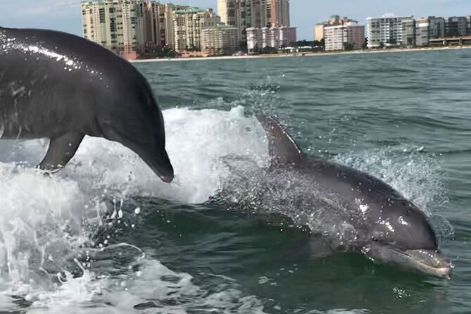 Private Best of Marco Island Dolphin Tour - Bring Your Own Stuff: BYOB, Snacks, and No Onboard Restroom