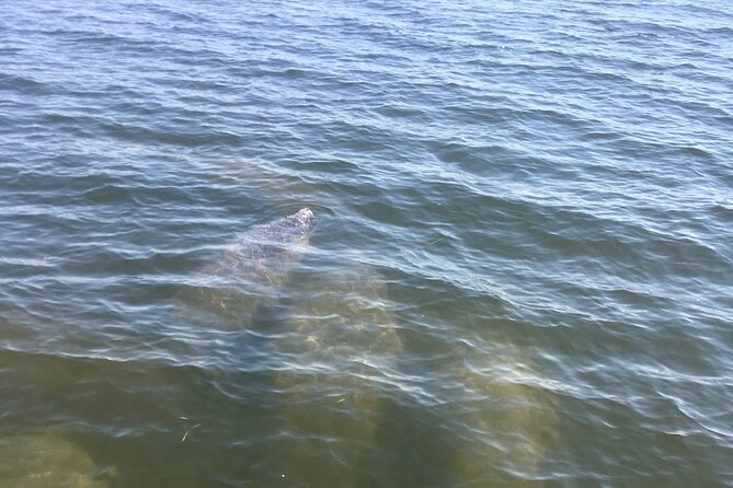Private Boat and Dolphin Watching in Florida - Blue Angels practice from the water in spring and summer