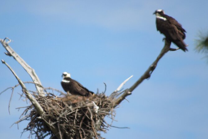 Private Boat and Dolphin Watching in Florida - Optional inshore fishing with light tackle and live bait