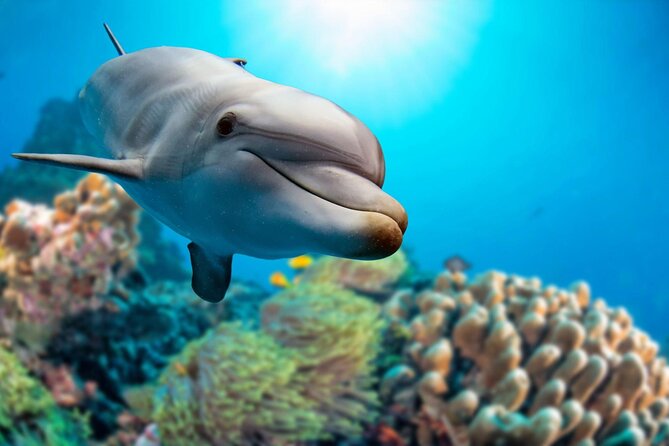 Private Boat Full Day Swimming With Dolphins Trip - Hurghada - Private Boat Full Day in Hurghada: What $125 Buys You
