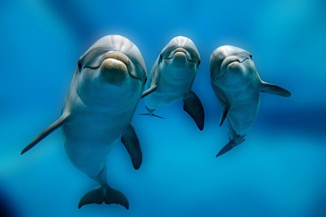 Private Boat Full Day Swimming With Dolphins Trip - Hurghada - Dolphin House by Private Boat: The Best Part, With Realistic Expectations