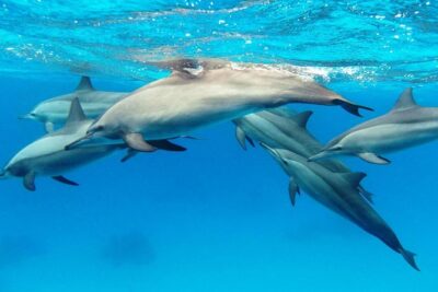Private Boat Full Day Swimming With Dolphins Trip - Hurghada - Getting to the Marina Smoothly: Why the Pickup Helps