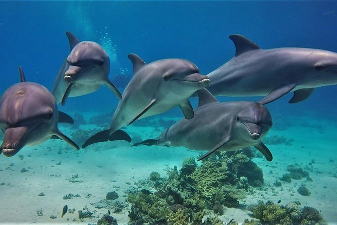 Private Boat to Dolphin House Full day Snorkeling Sea Trip Max 10 Pax - Hurghada - Why Dolphin House near Hurghada is a real dolphin target