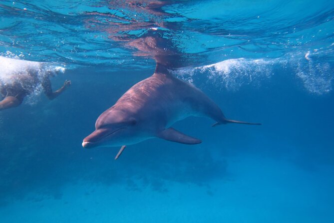 Private Boat to Dolphin House Full day Snorkeling Sea Trip Max 10 Pax - Hurghada - Lunch on the boat: the hidden value of a full meal