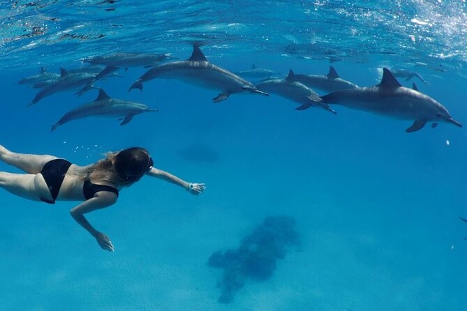 Private Boat To Dolphin House & Snorkeling with Lunch - Hurghada - The Private Boat + Hotel Pickup Combo That Actually Saves Time