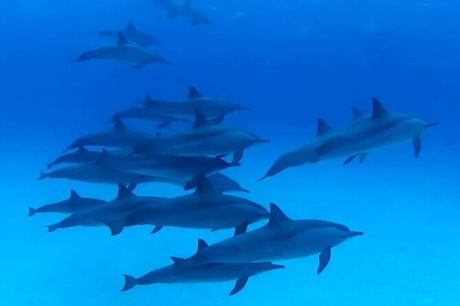 Private Boat To Dolphin House & Snorkeling with Lunch - Hurghada - Lunch Onboard: The Included Meal That Keeps the Day Rolling