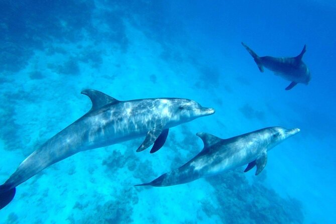 Private Boat To Dolphin House & Snorkeling with Lunch - Hurghada - Timing: 8:00am Starts and a Full 8-Hour Block