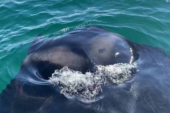 Private Boat Tour Dolphins Sunsets Shell Island and Snorkeling - Dolphins and the Open Water: What You Can Hope For