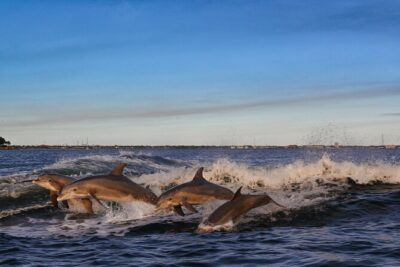 Private Boat Tour Dolphins Sunsets Shell Island and Snorkeling - Shell Island: The Quick Sand Stop That Can Still Be a Highlight