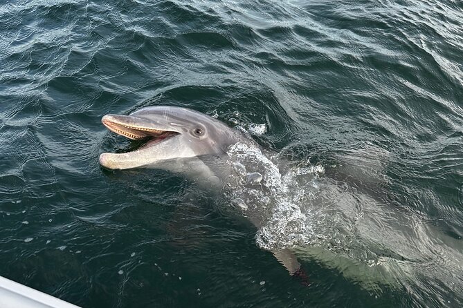 Private Boat Tour Dolphins Sunsets Shell Island and Snorkeling - Snorkeling Equipment: Included, but Plan Like You Might Actually Use It