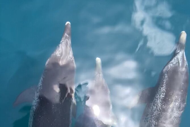 Private Boat Tour Dolphins Sunsets Shell Island and Snorkeling - Sunset-Style Vibes: When Timing Makes the Boat Feel Special