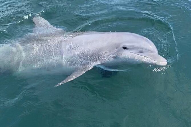 Private Boat Tour Dolphins Sunsets Shell Island and Snorkeling - Getting the Most From a Private Captain (Logan, Aubrey, Chaz, Cameron, April)
