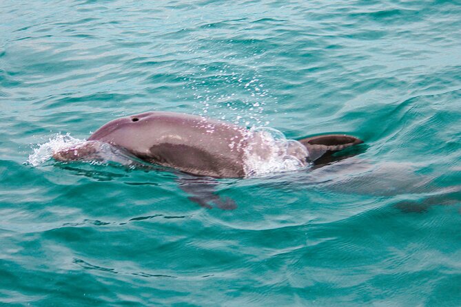 Private Boat Tour with Dolphin Spotting and Snorkelling from Phuket - The speed boat ride that sets the tone (and gets you to snorkeling sooner)