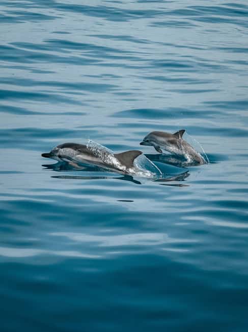 Private boat trips in Porec: dolphin watching, panoramic views - Key things to know before you go