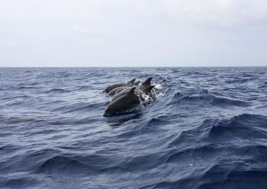 Private boat trips in Porec: dolphin watching, panoramic views - What the price includes (and why it’s fair for a private boat)
