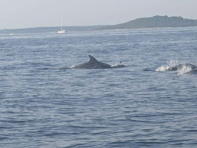 Private boat trips in Porec: dolphin watching, panoramic views - The skipper and the animal-respect factor