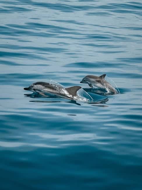 Private boat trips in Porec: dolphin watching, panoramic views - Dolphins at sunrise or sunset: the real “how” behind the hunt