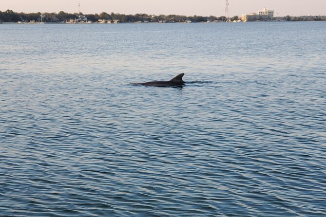 Private Catamaran Sunset Cruise with Dolphin watching - Dolphin Watching: The Part You Can’t Fake
