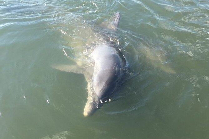 Private Charleston Dolphin and Eco Boat Tour - Key Reasons This Dolphin Cruise Gets Such Strong Scores