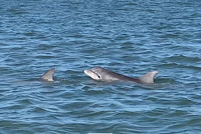 Private Charleston Dolphin and Eco Boat Tour - Folly Beach Estuary Cruise: What You’re Actually Chasing