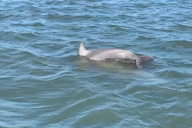 Private Charleston Dolphin and Eco Boat Tour - Comfort, Safety, and What You Should Actually Bring