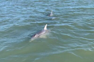 Private Charleston Dolphin and Eco Boat Tour - The Two Hours on the Water: A Simple Plan That Works