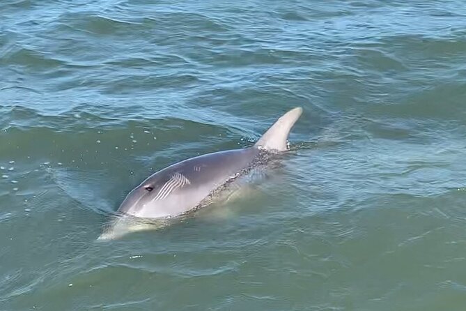Private Charleston Dolphin and Eco Boat Tour - Price and Value: How $295 Works for Up to Four