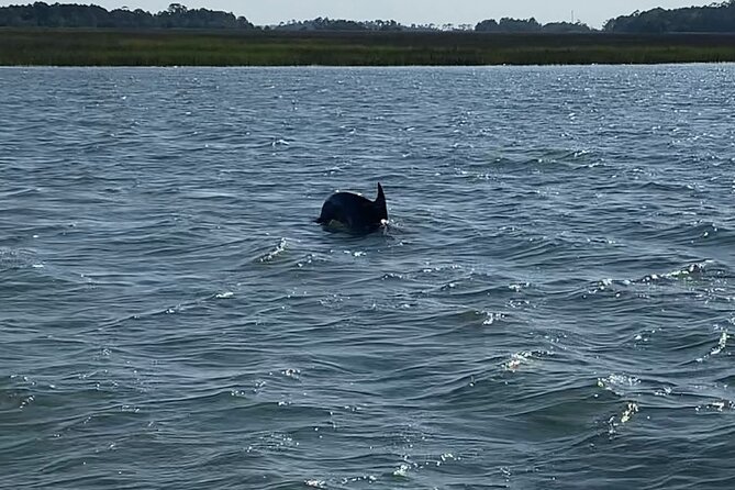Private Charleston Dolphin and Eco Boat Tour - Where You Start: 97 Center St and Easy Turnaround