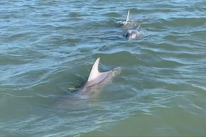 Private Charleston Dolphin and Eco Boat Tour - Who This Dolphin Cruise Fits Best (and Who Might Not)