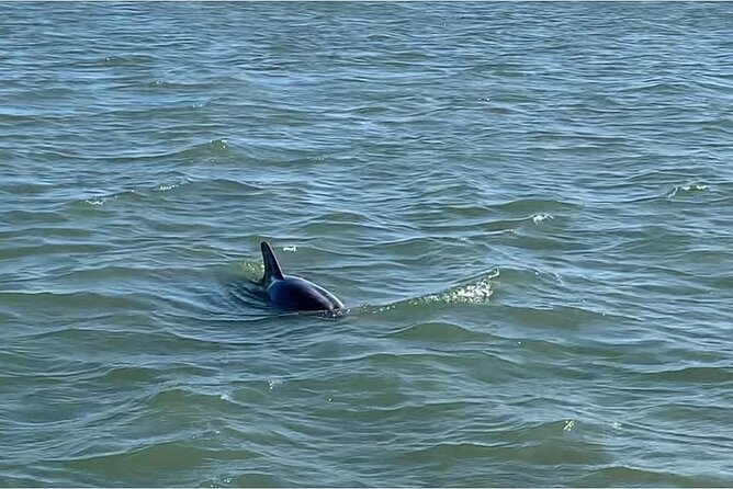 Private Charleston Dolphin and Eco Boat Tour - Weather Odds and Dolphin Reality: Plan Like a Pro