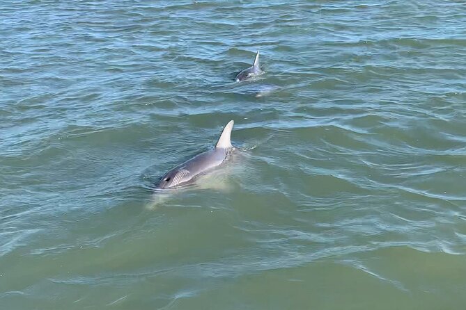 Private Charleston Dolphin and Eco Boat Tour - The Two Hours on the Water: A Simple Plan That Works