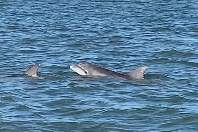 Private Charleston Sunset & Dolphin Cruise - Boarding height: the 24-inch step-down you should plan for