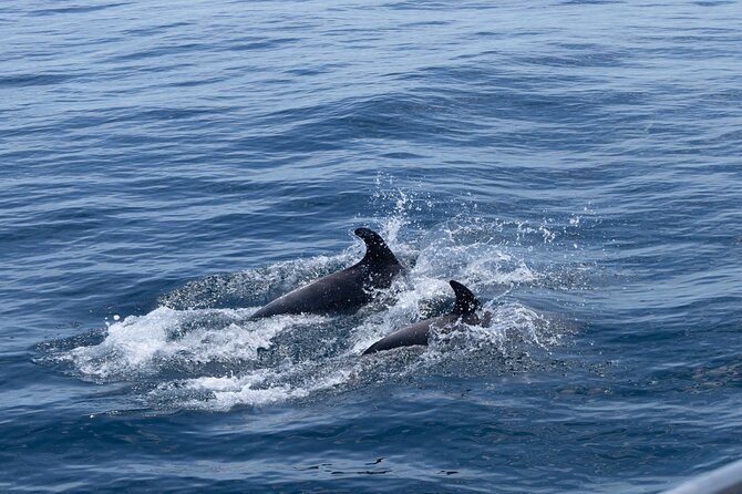 Private Coastline and Dolphins Yacht Cruise from Albufeira - Alfanzina Lighthouse, Fishermen’s Chapel, and the Algarve’s Icon Views
