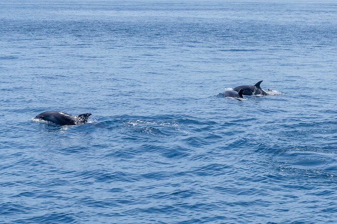 Private Coastline and Dolphins Yacht Cruise from Albufeira - Dolphins at Sea: What to Expect Without Counting on Certainty
