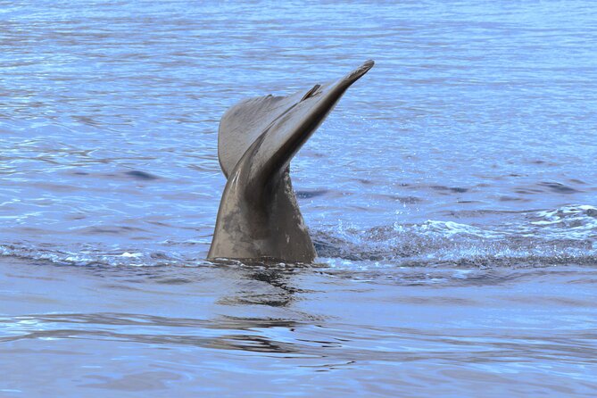 Private Dolphin and Whale Watching Tour in Madeira - The Crew Experience: Friendly Guidance, Plus Photo Support