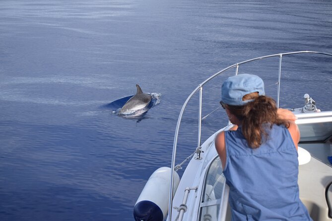 Private Dolphin and Whale Watching Tour in Madeira - Sunset Timing: When Views Win (and Whale Watching Steps Back)