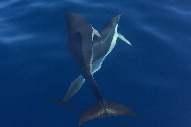 Private Dolphin and Whale Watching Tour in Madeira - Price and Value: What $592.56 Means for Up to 5