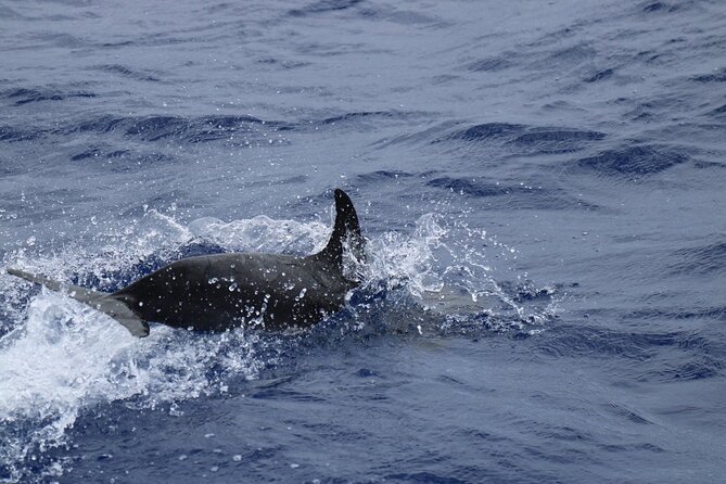 Private Dolphin and Whale Watching Tour in Madeira - Who This Tour Is Best For (and Who Might Reconsider)