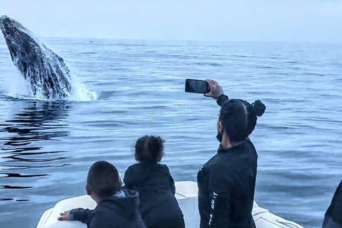 Private Dolphin and Whale Watching Tour in Newport Beach - The fast ride through Newport, Laguna Beach, and Dana Point for whales and dolphins