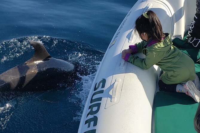 Private Dolphin and Whale Watching Tour in Newport Beach - Price and value: $425 per group (up to 6) for a private naturalist-led outing
