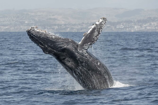 Private Dolphin and Whale Watching Tour in Newport Beach - What to bring (and what to skip) for a smoother day on the water