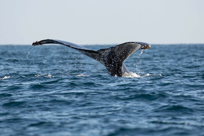 Private Dolphin and Whale Watching Tour in Newport Beach - Timing, weather, and your best odds for seeing marine mammals