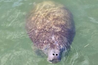 Private Dolphin & Architecture Tour in St. Petersburg, Fl - What you get on the water: up to 6 people, stroller-friendly, BYOB