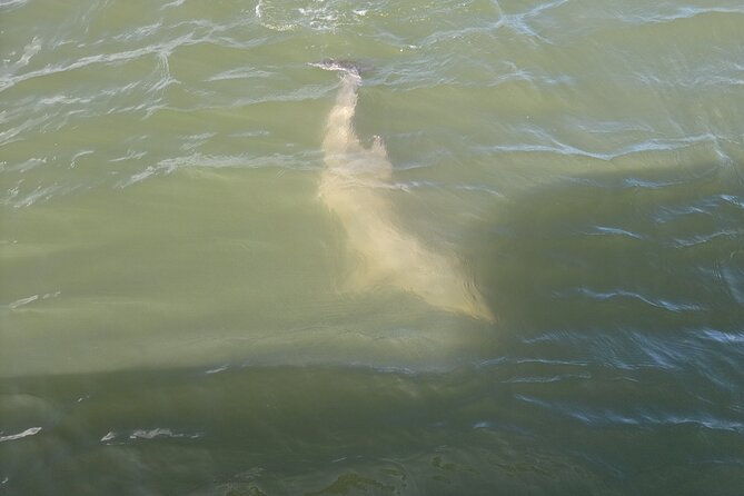 Private Dolphin Boat Tour in Hilton Head Island - Key Points You’ll Care About