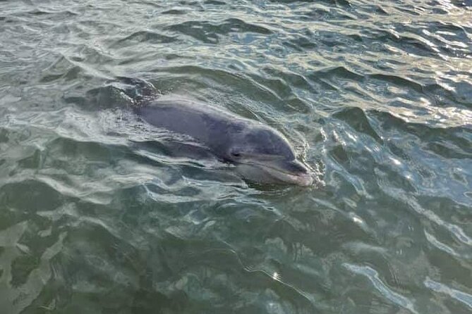 Private Dolphin Boat Tour in Hilton Head Island - Private Dolphin Boat Tour in Hilton Head: The Real Appeal