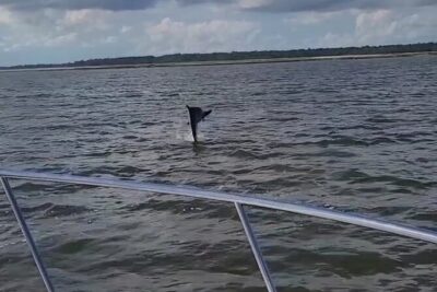 Private Dolphin Boat Tour in Hilton Head Island - Starting in Broad Creek: How the Tour Sets Up Sightings